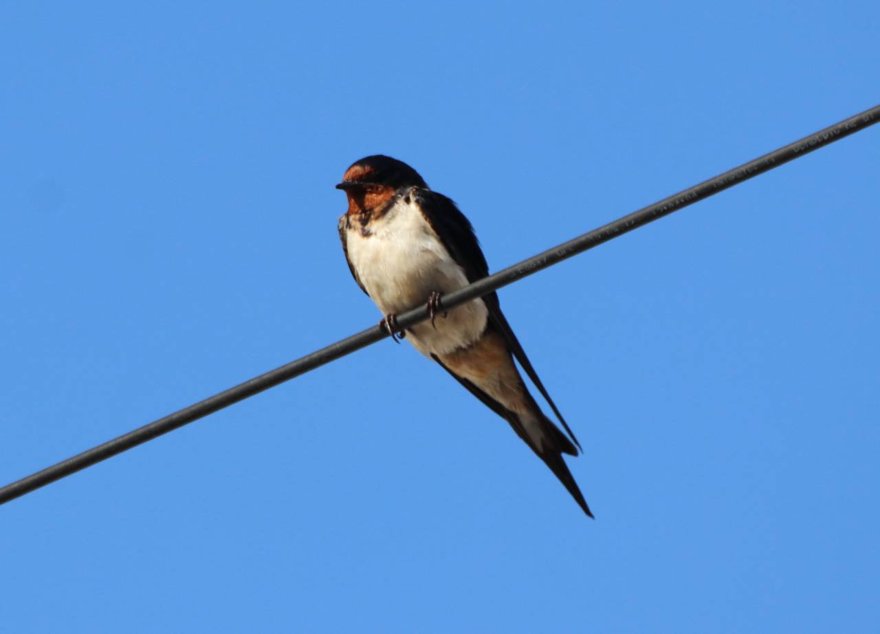  Swallow 