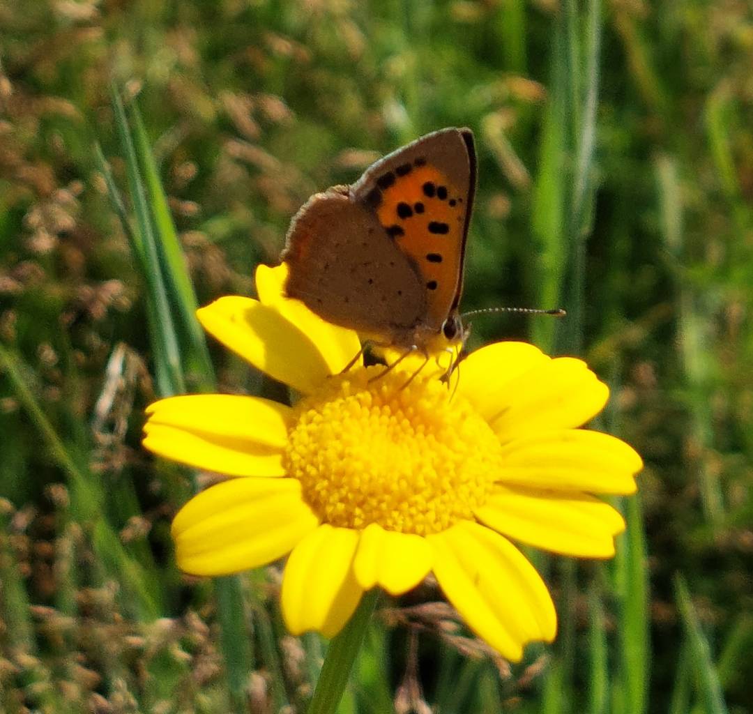 Small Copper on Corn Marigolds