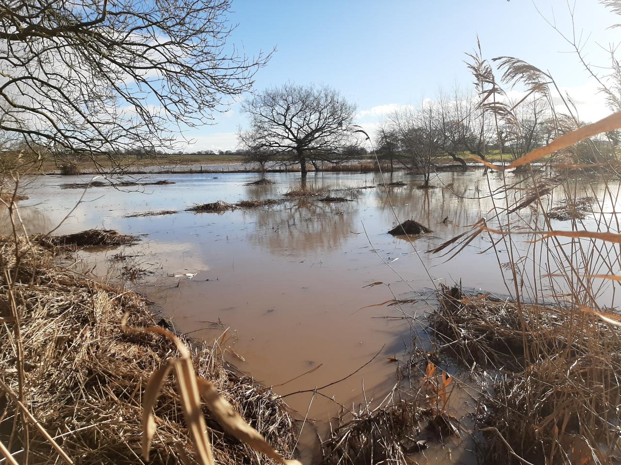  Flooded Reserve 2021 