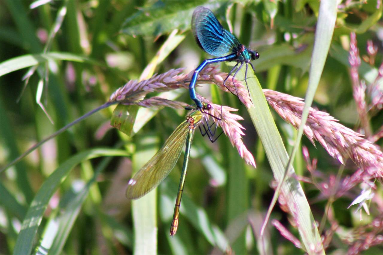 Banded Agrion Mating