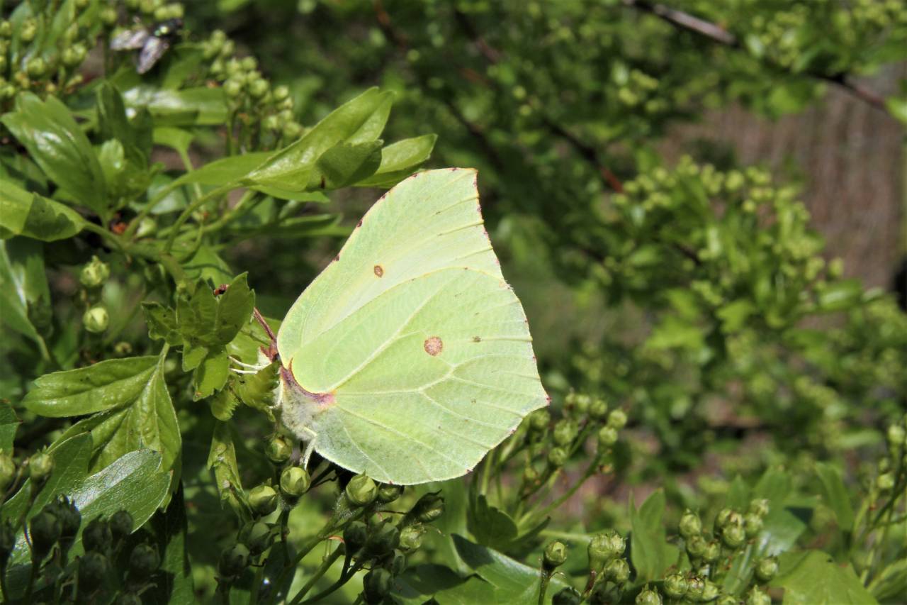  Brimstone Butterfly - Female 