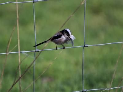  Long Tailed Tit nest building 