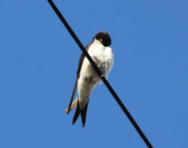  House Martin 
