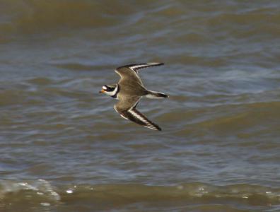  Ringed Plover 