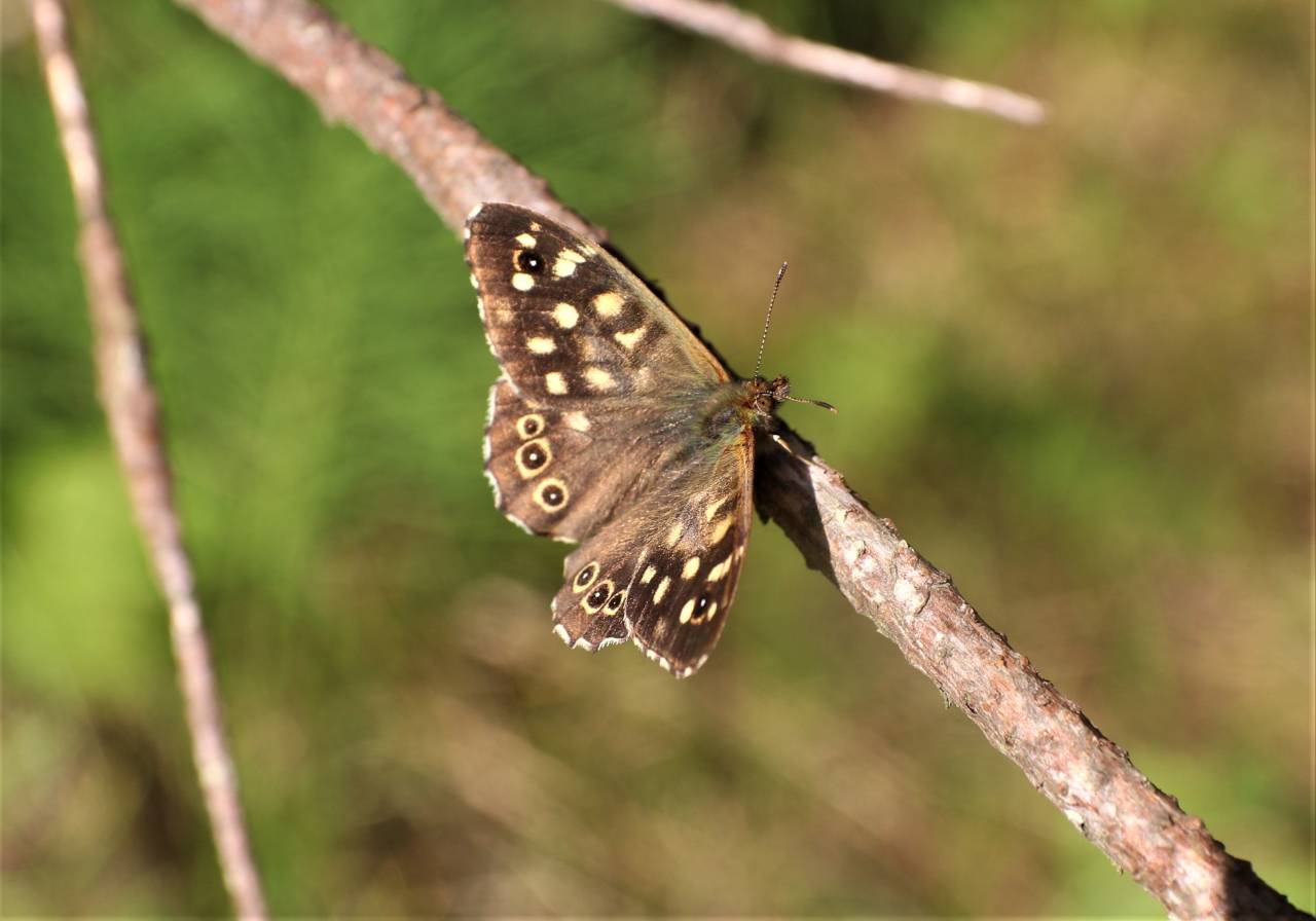 Speckled Wood