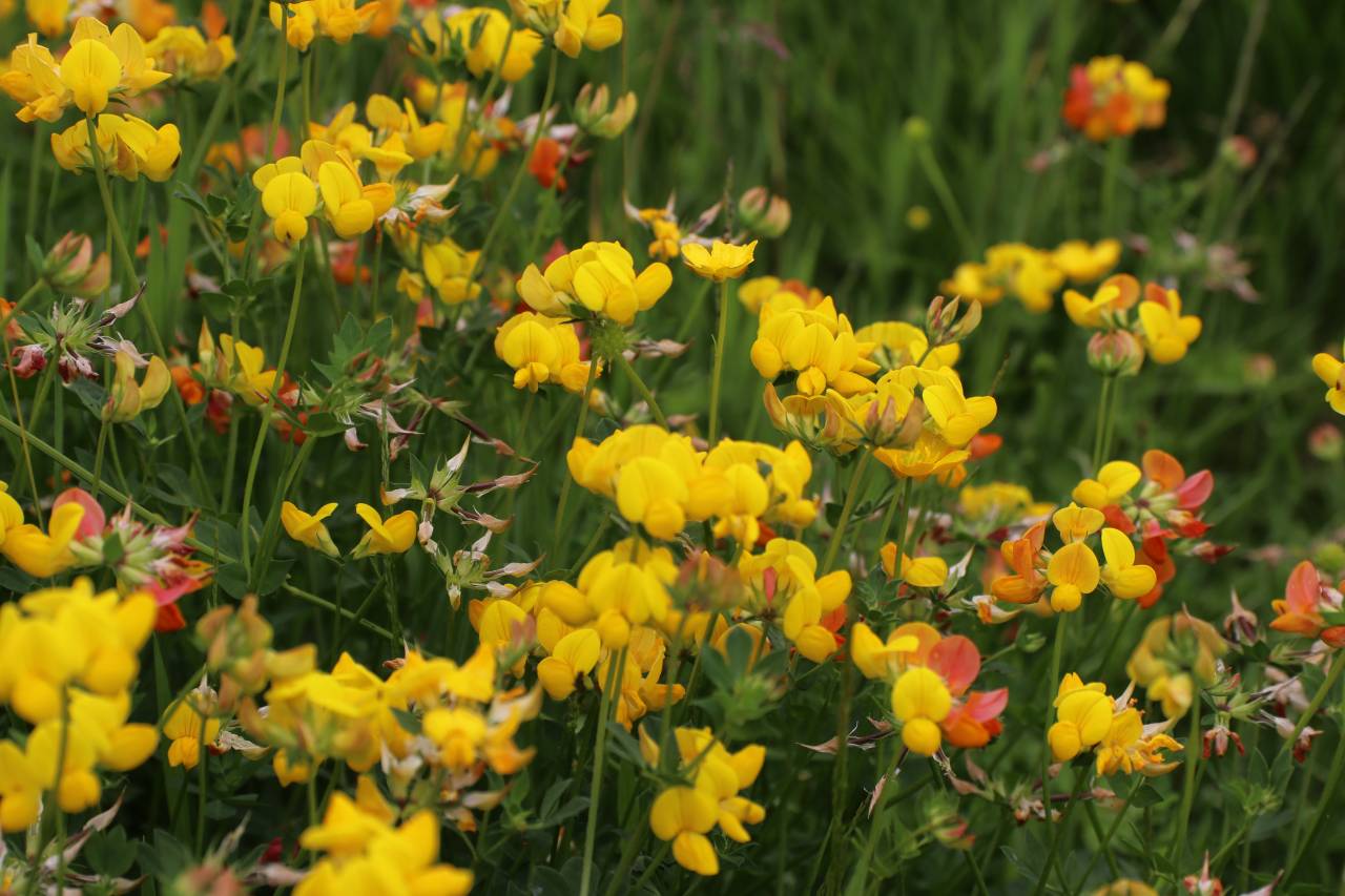 Birds Foot Trefoil