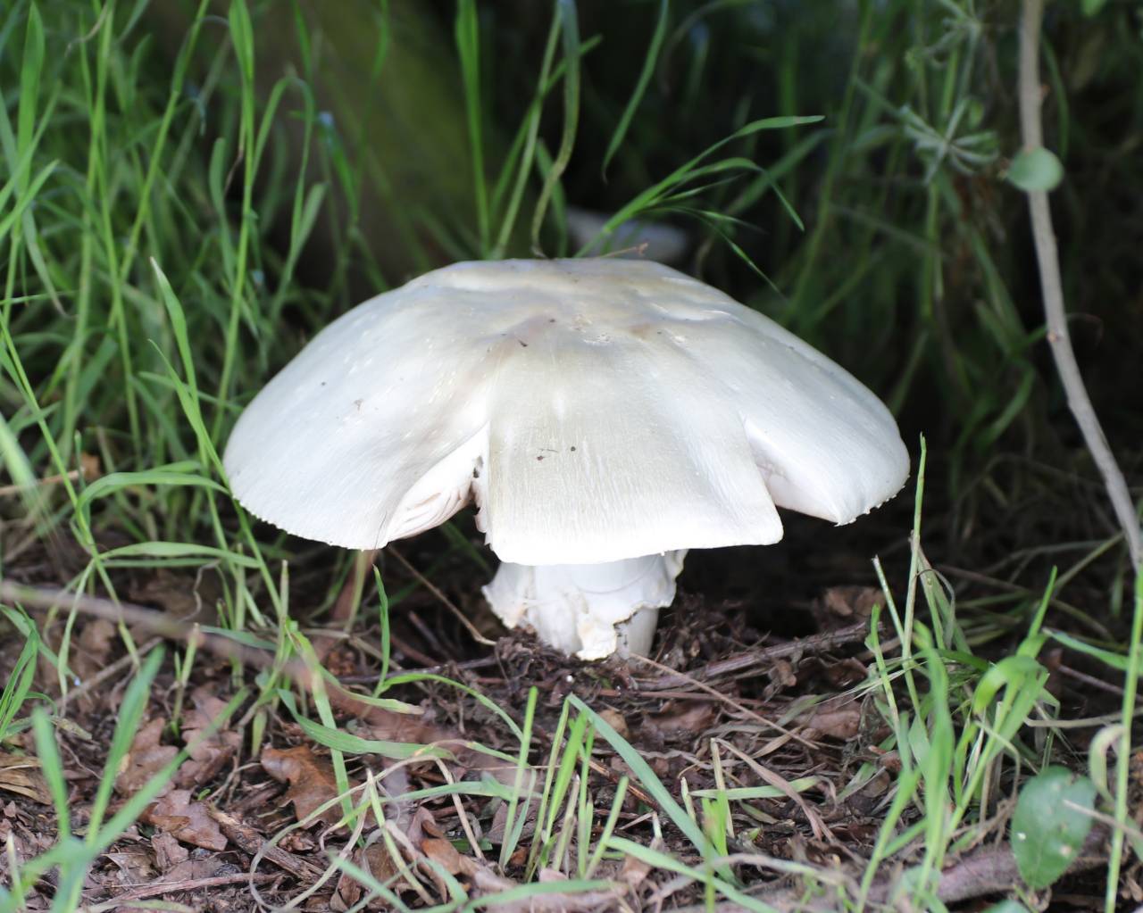 Field Mushroom