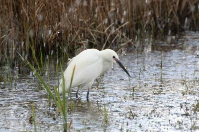  Little Egret 
