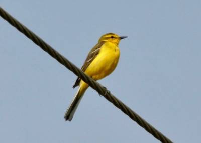  Yellow Wagtail (Hems de Winter) 