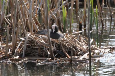  Coot on Nest at Tatton 