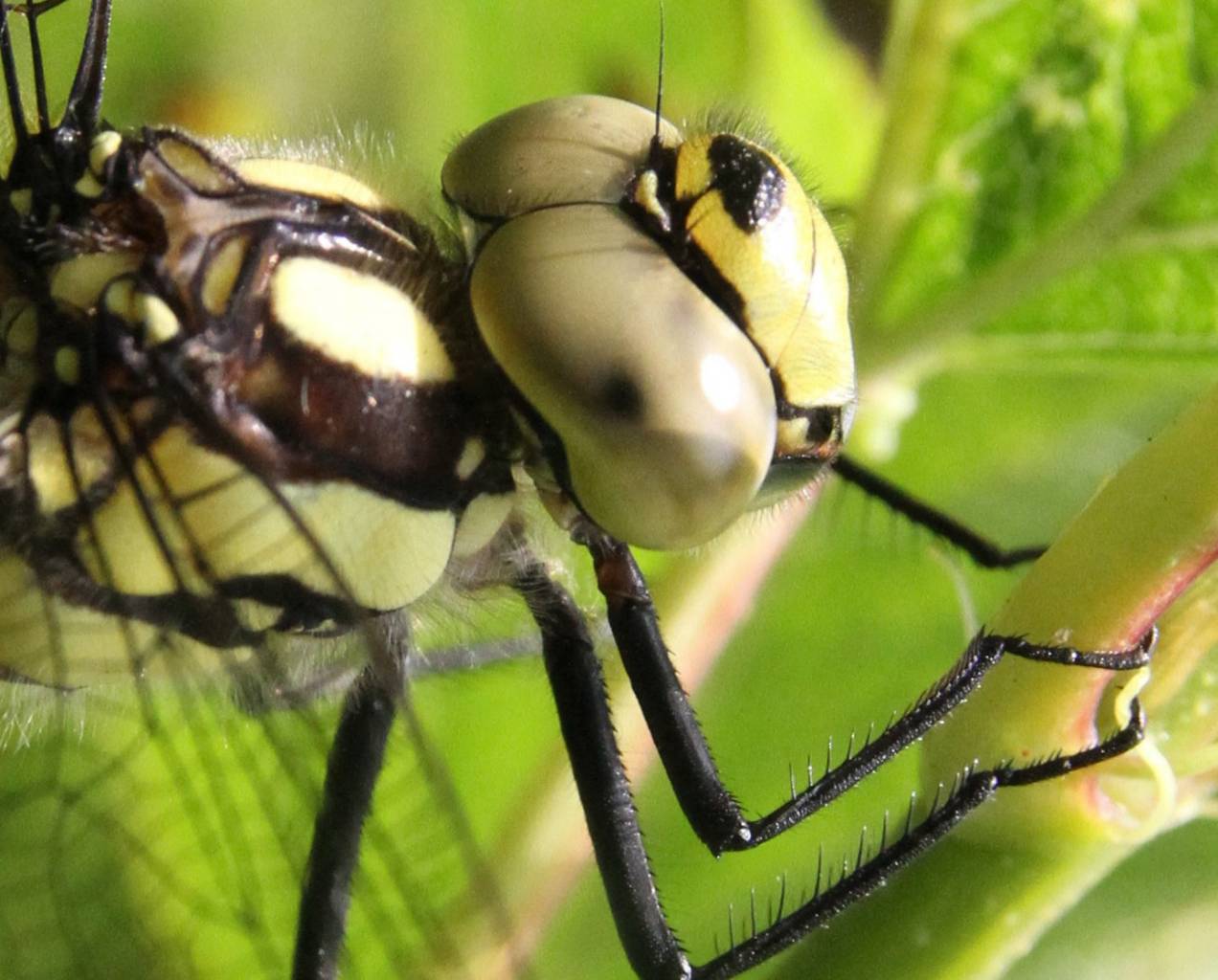 Close up of a Southern Hawker