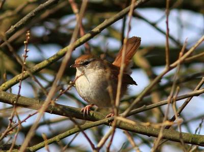  Cettis Warbler 