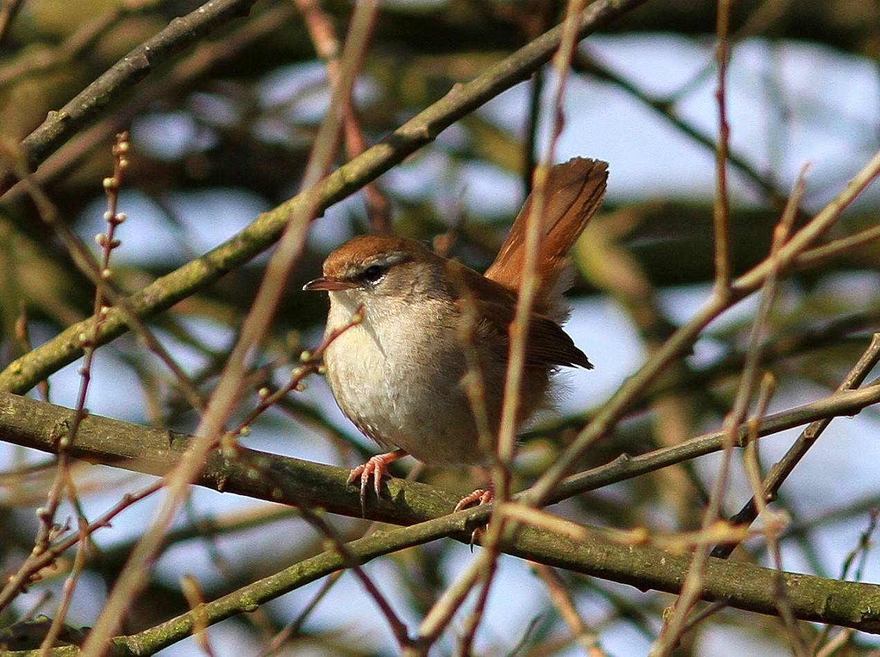  Cettis Warbler 