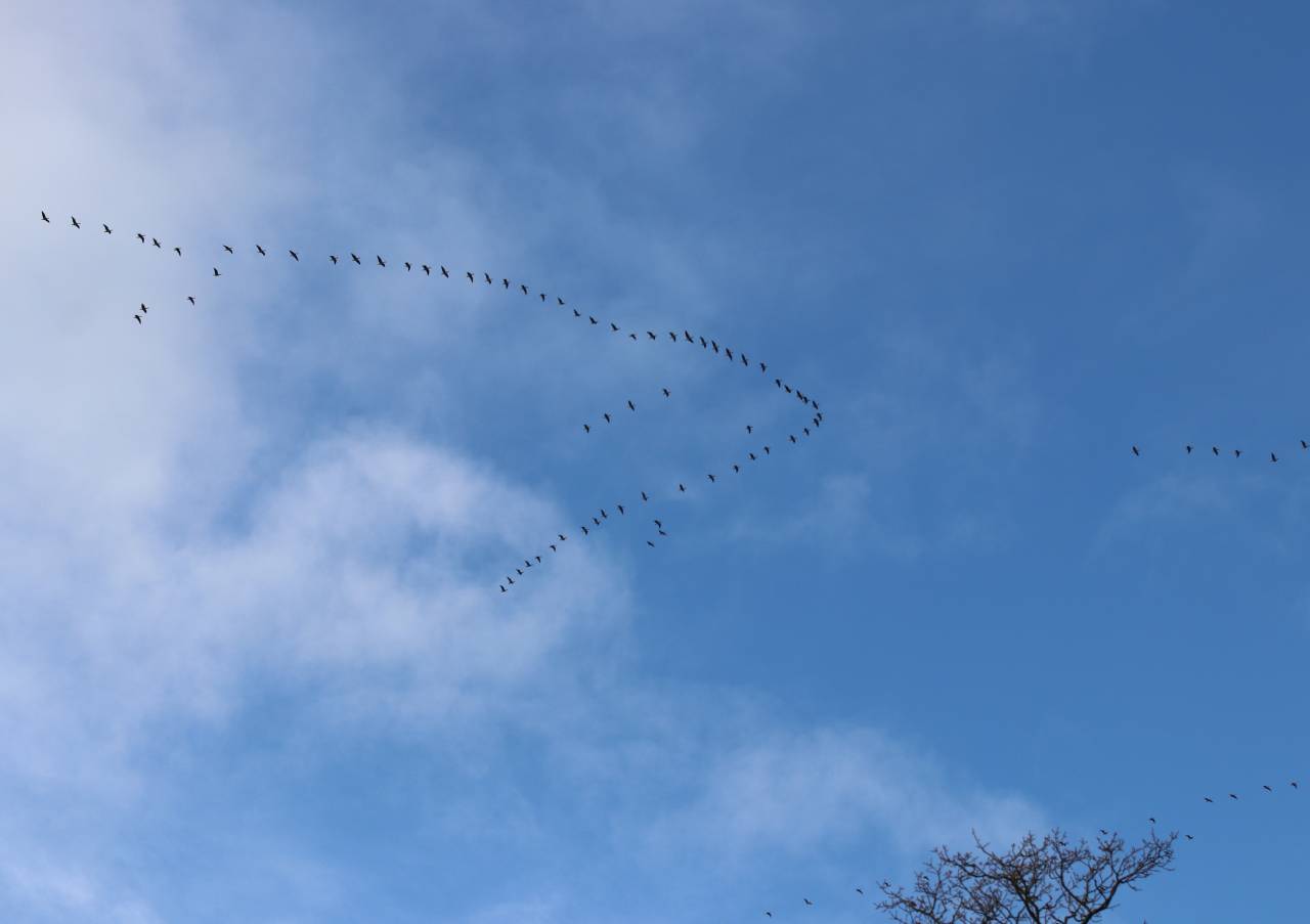  Pink Footed Geese 