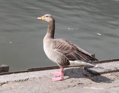  Graylag Goose at Christleton Pit 