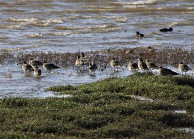  Curlew on the Conway Estuary 