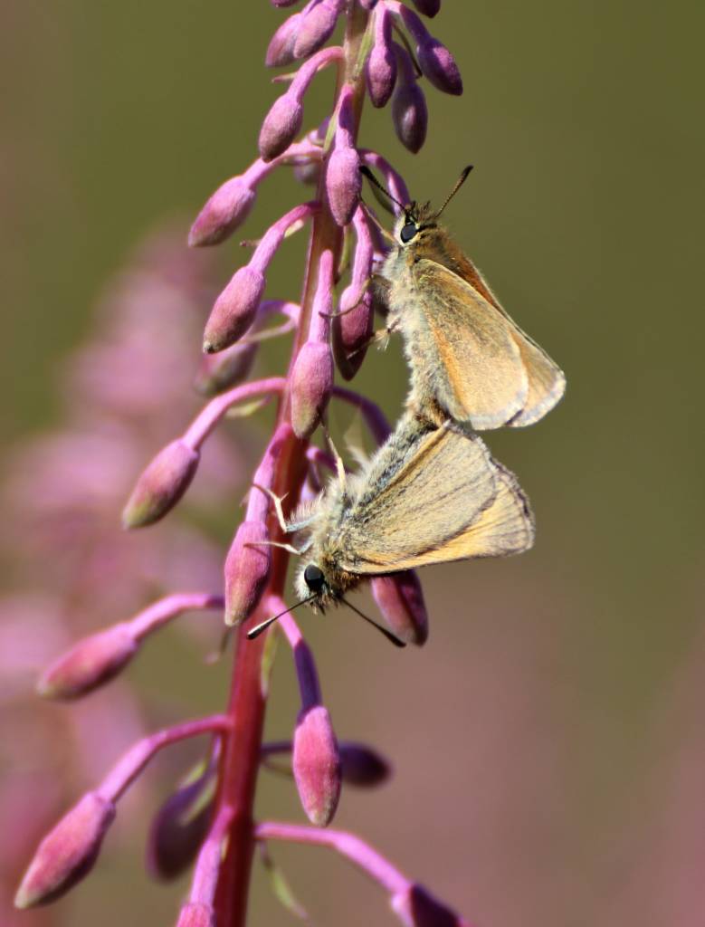 Skippers Mating