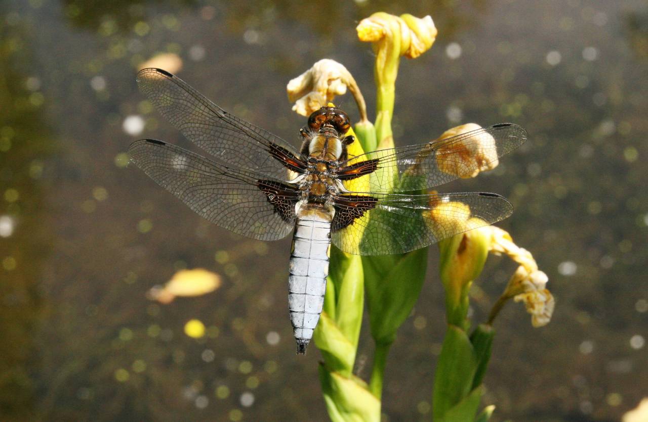 Broad Bodied Chaser - Male