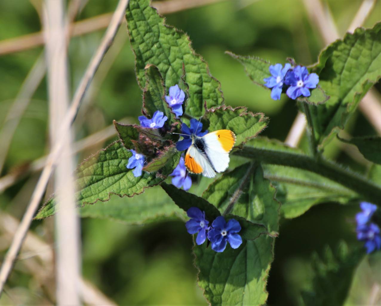  Orange Tip Butterfly 