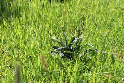  Common Spotted Orchid 