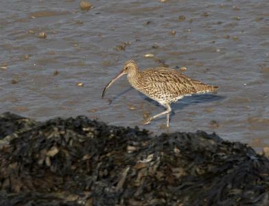  Curlew 