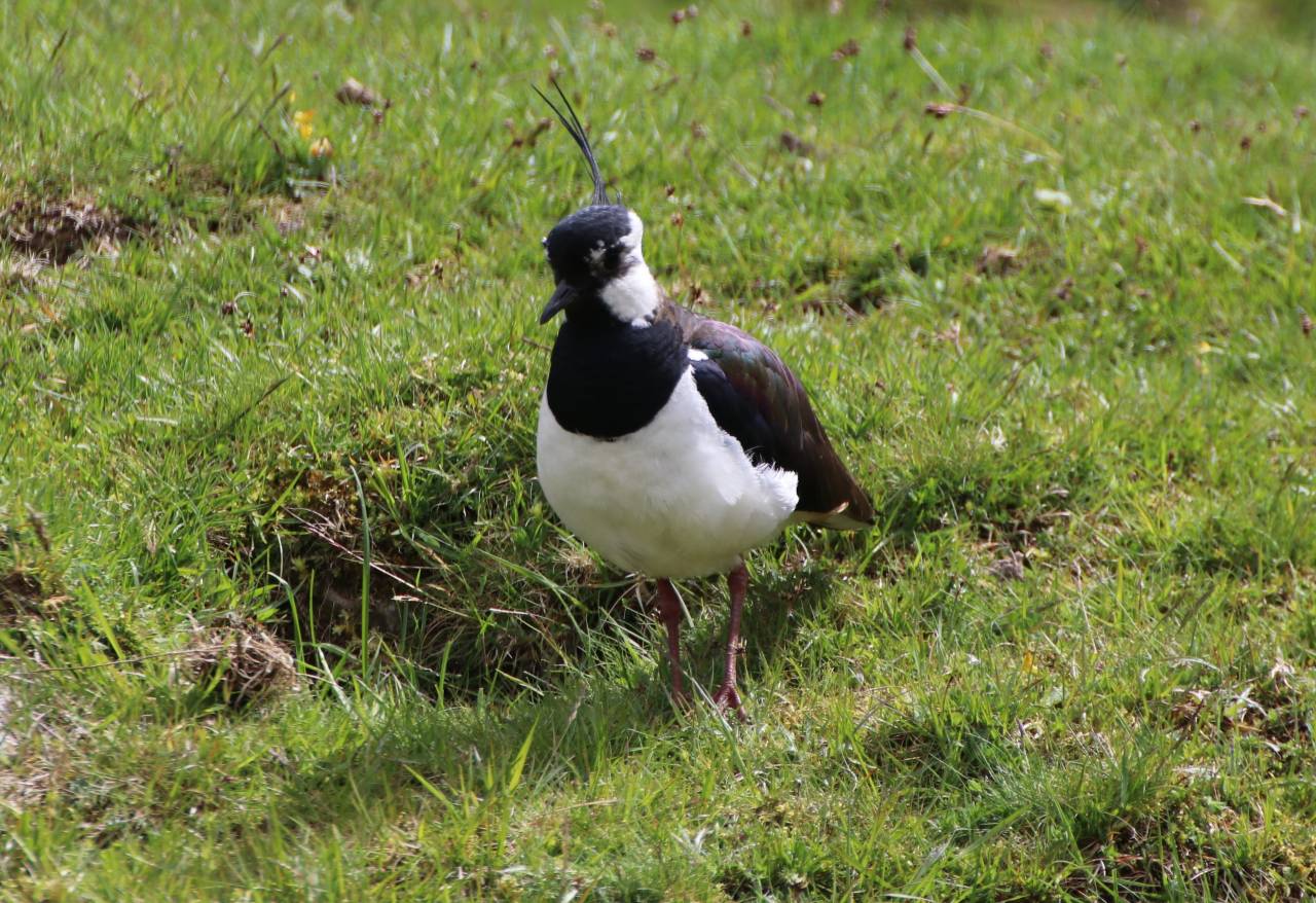  Lapwing 