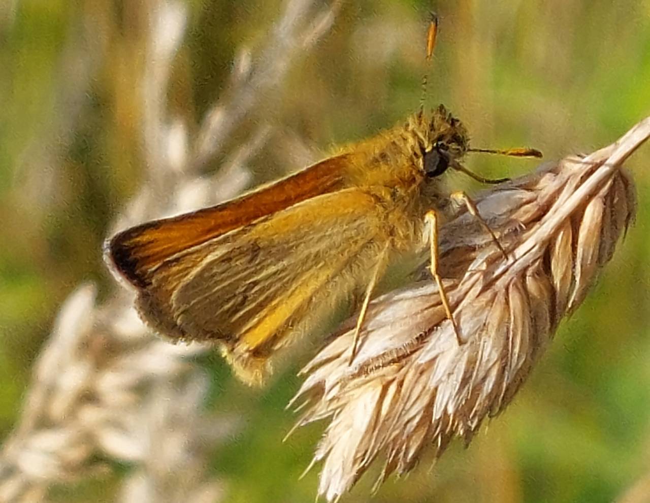 Small Skipper at Legion Meadow