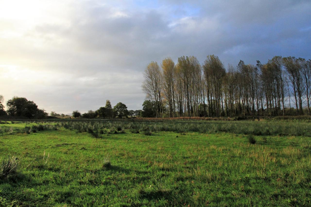  Big Meadow and Poplar 
