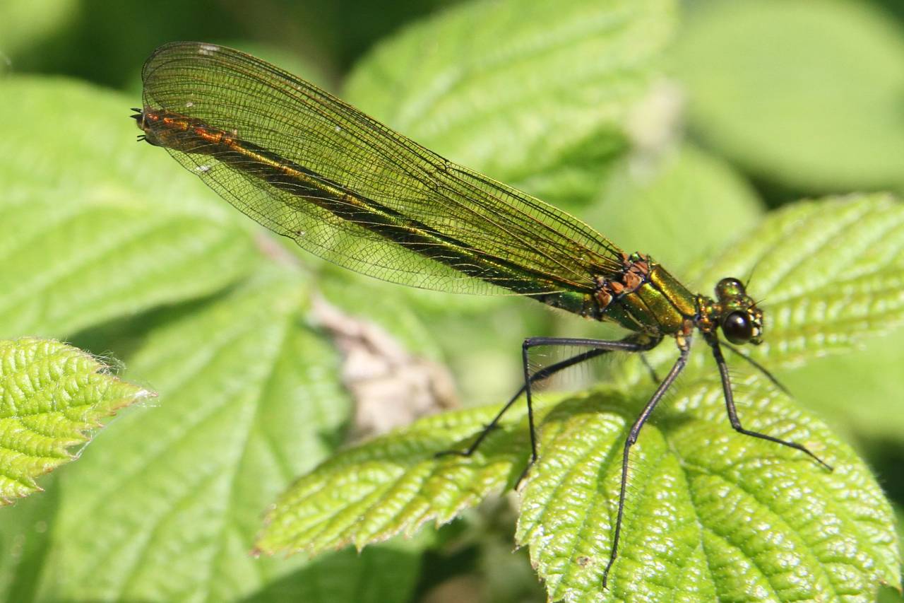 Banded Agrion - Female