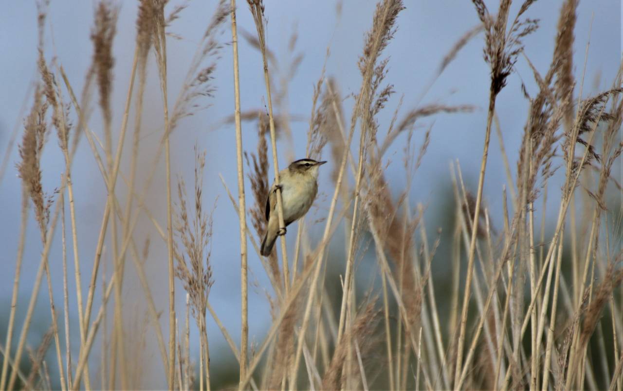  Sedge Warbler 