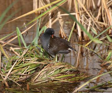  Moorhen 