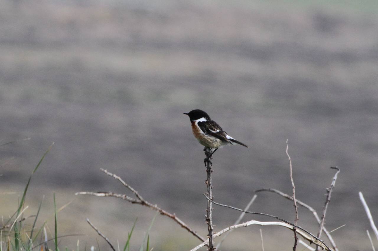  Stonechat at the Platts 