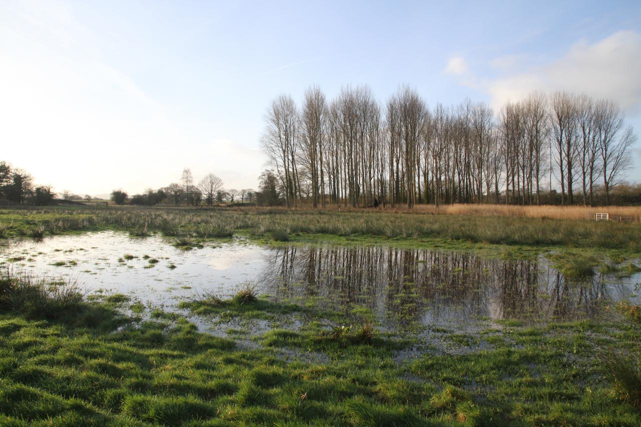  Ne Scrapes on the big meadow 