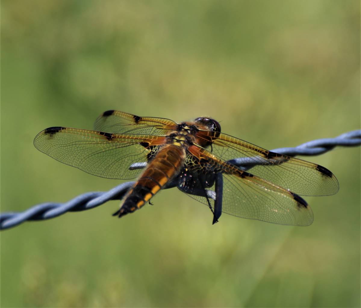Four Spotted Chaser