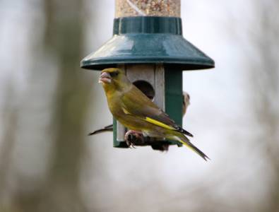  Greenfinch 