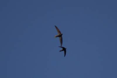  Swifts 