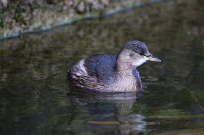  Little Grebe 