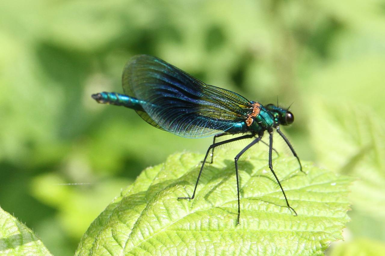 Banded Agrion - Male