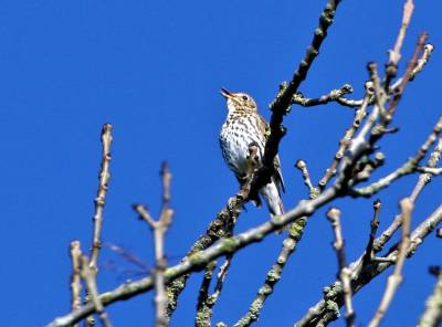  Songthrush 