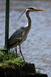  Grey Heron 