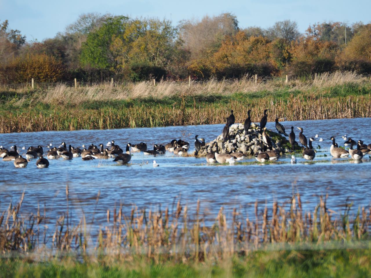  Hockenhull Lake (John Ball) 