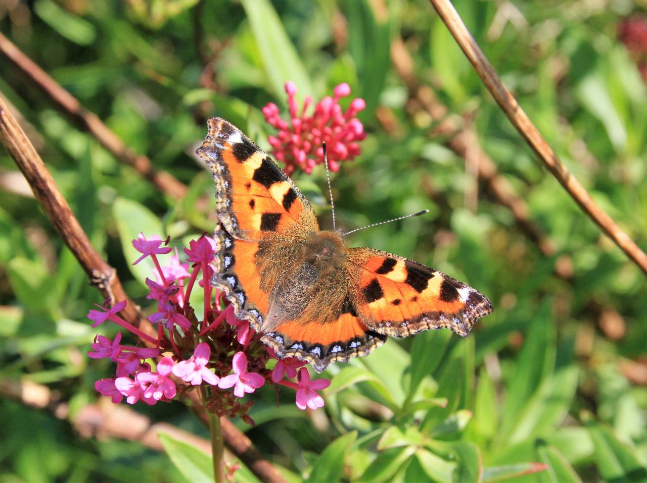 Small Tortoischell Butterfly