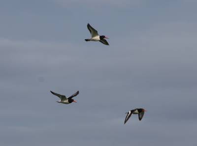  Oystercatchers 