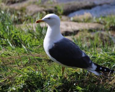  Herring Gull at Christleton Pit 