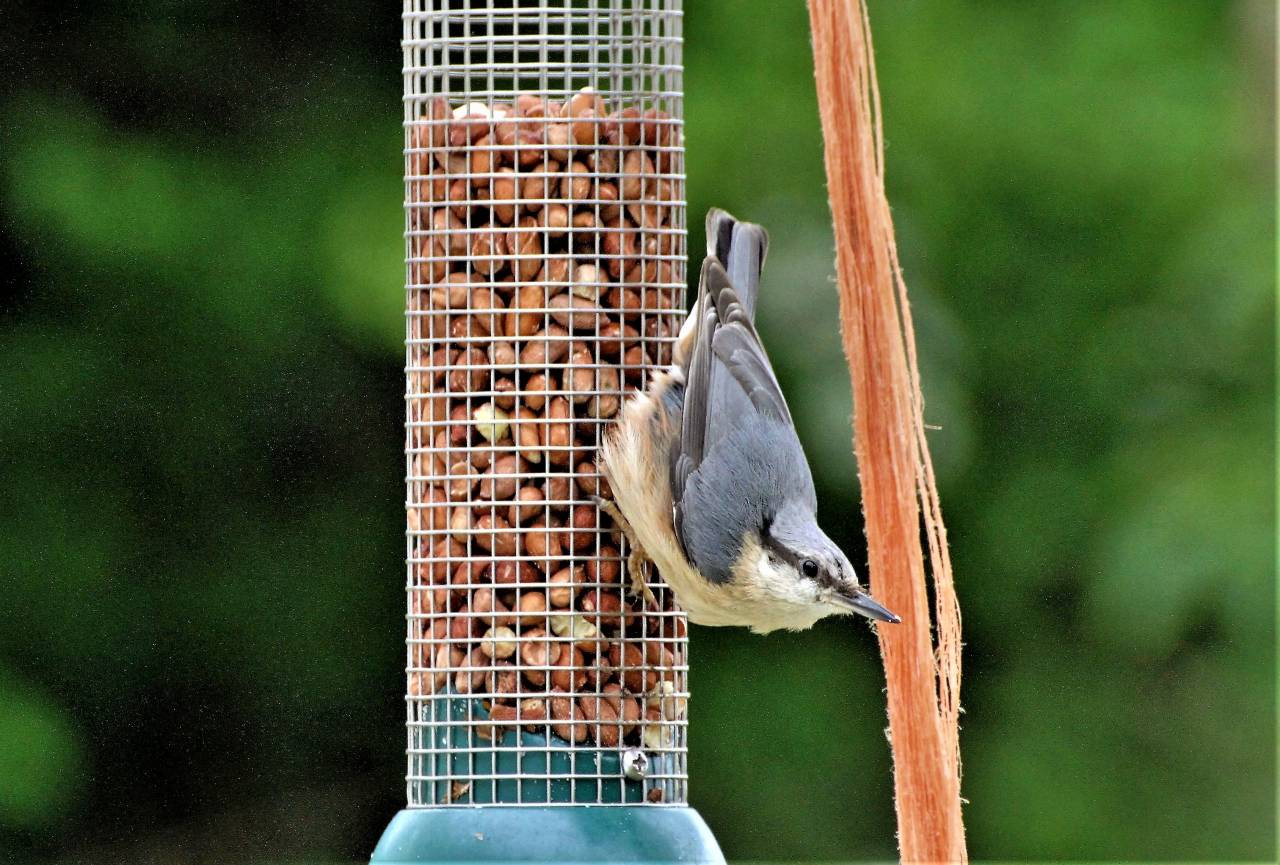  Nuthatch 