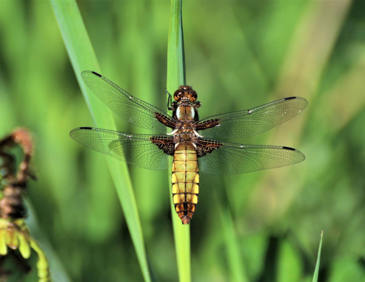 Broad Bodied Chaser - Female