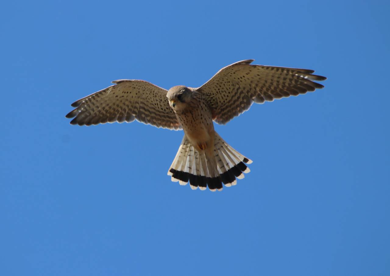 Kestrel