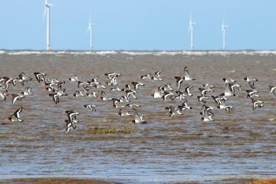  Oystercatchers in Flight 