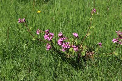  Pink Campion 