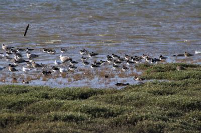  Oystercatchers 